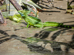 Basiliscus plumifrons