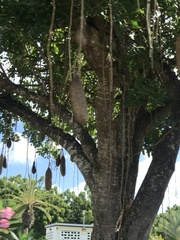 Kigelia africana