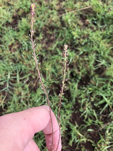 Lepidium africanum observed 2018-09-13