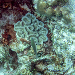 Colpophyllia natans