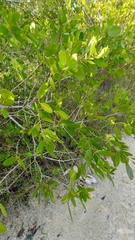 Laguncularia racemosa