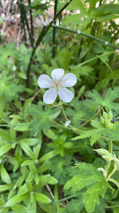 Geranium richardsonii