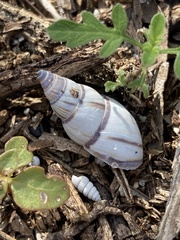 Drymaeus multilineatus