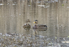 Anas rubripes × platyrhynchos