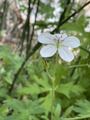 Geranium richardsonii
