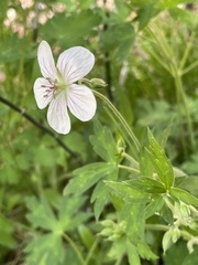 Geranium richardsonii
