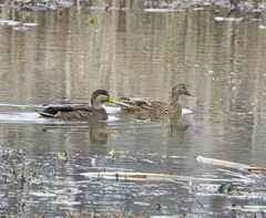 Anas rubripes × platyrhynchos