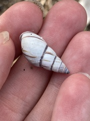 Drymaeus multilineatus