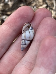 Drymaeus multilineatus