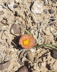 Pediocactus