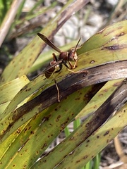 Polistes dorsalis dorsalis
