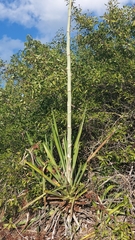 Agave vivipara