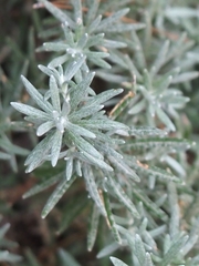 Helichrysum italicum