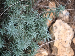 Helichrysum italicum
