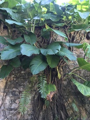 Epipremnum