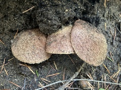 Suillus lakei