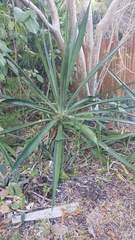 Agave angustifolia