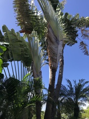 Ravenala madagascariensis
