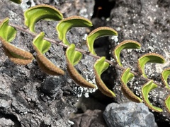 Pellaea calidirupium