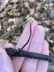 Rhizomarasmius