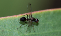 Parapalaeosepsis plebeia