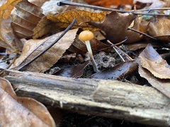 Rhizomarasmius