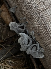 Auricularia cornea