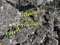 Pellaea calidirupium