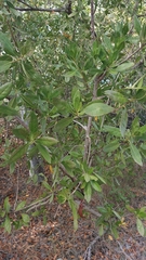 Laguncularia racemosa