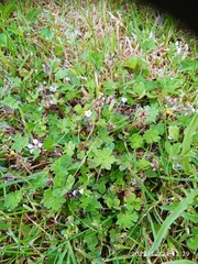Geranium brevicaule