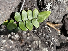 Pellaea calidirupium