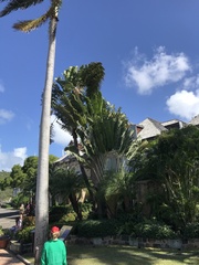 Ravenala madagascariensis