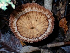 Cymatoderma