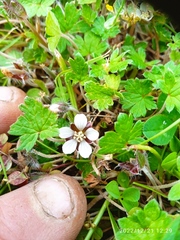 Geranium brevicaule