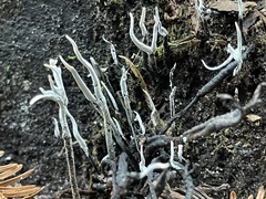 Xylaria hypoxylon