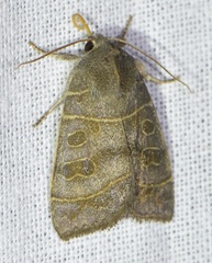 Ipimorpha subtusa