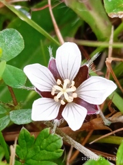 Geranium brevicaule