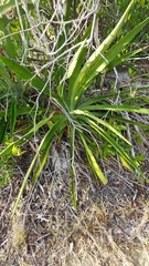 Agave vivipara