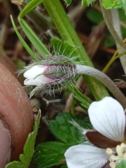 Geranium brevicaule
