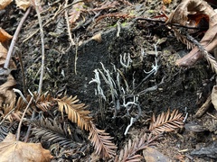 Xylaria hypoxylon