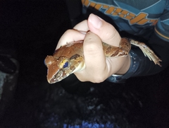 Limnonectes leporinus