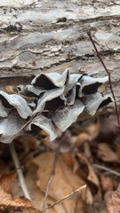 Auricularia cornea
