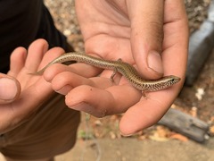 Eremiascincus pardalis