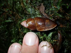 Lissachatina fulica