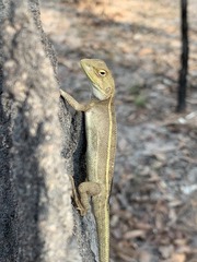 Diporiphora bilineata