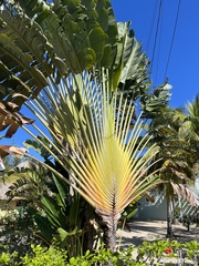 Ravenala madagascariensis