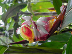 Alpinia zerumbet