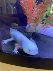 Ambystoma mexicanum