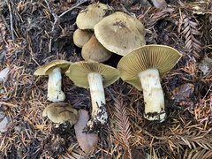 Leprocybe