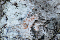 Erythricium aurantiacum